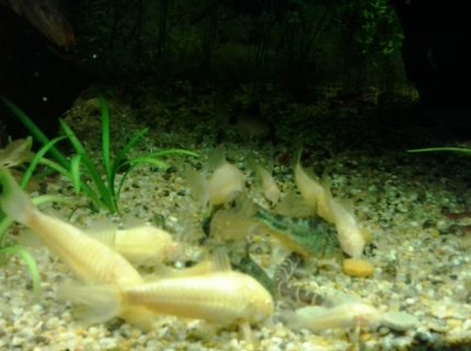 Rated #8: Freshwater Fish Stocking In 135 Gallons Tank - Feeding Frenzie Rated #8: Freshwater Fish Stocking In 135 Gallons Tank - Feeding Frenzie