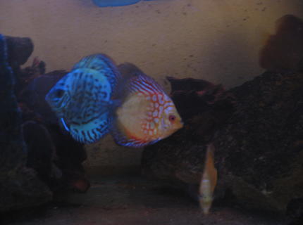 Rated #9: Freshwater Fish Stocking In 180 Gallons Tank - Discus twins Rated #9: Freshwater Fish Stocking In 180 Gallons Tank - Discus twins