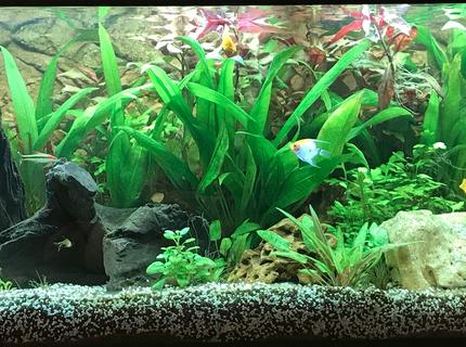 Rated #8: Freshwater Fish Stocking In 180 Gallons Tank - Planted tank Rated #8: Freshwater Fish Stocking In 180 Gallons Tank - Planted tank