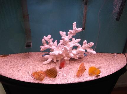 freshwater fish stocking in 40 gallons tank - Discus freshwater fish stocking in 40 gallons tank - Discus