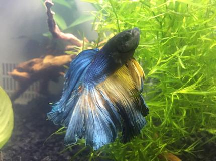 Rated #5: Freshwater Fish Stocking In 4 Gallons Tank - Betta Splendins in 5 Gallon Planted Nano Rated #5: Freshwater Fish Stocking In 4 Gallons Tank - Betta Splendins in 5 Gallon Planted Nano