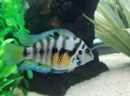 Rated #2: Freshwater Fish Stocking In 55 Gallons Tank - My female Convict cichlid. Rated #2: Freshwater Fish Stocking In 55 Gallons Tank - My female Convict cichlid.