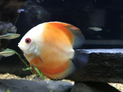 freshwater fish stocking in 125 gallons tank - Melon freshwater fish stocking in 125 gallons tank - Melon