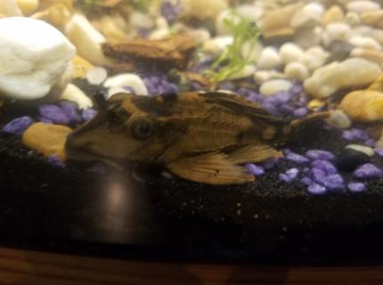 freshwater fish stocking in 48 gallons tank - Rhino pleco freshwater fish stocking in 48 gallons tank - Rhino pleco