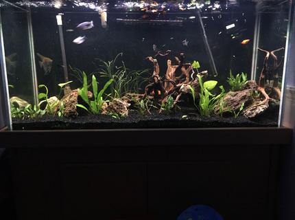 freshwater fish stocking in 90 gallons tank - Lava rock more plants freshwater fish stocking in 90 gallons tank - Lava rock more plants