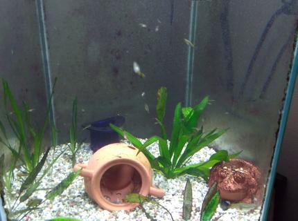 freshwater fish stocking in 75 gallons tank - Baby guppies freshwater fish stocking in 75 gallons tank - Baby guppies