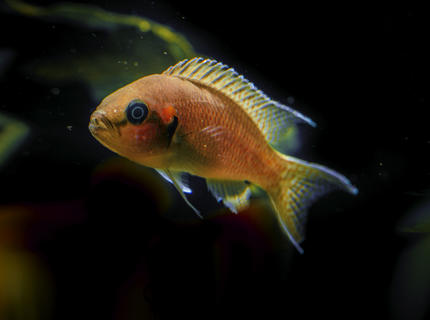 freshwater fish stocking in 53 gallons tank - cichlid princess freshwater fish stocking in 53 gallons tank - cichlid princess