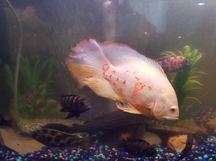 freshwater fish stocking in 40 gallons tank - Albino tiger long finger Oscar. I call him Yeti freshwater fish stocking in 40 gallons tank - Albino tiger long finger Oscar. I call him Yeti