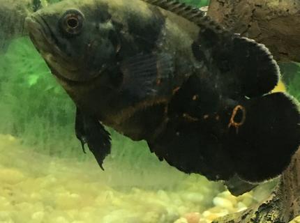 freshwater fish stocking in 150 gallons tank - Patches freshwater fish stocking in 150 gallons tank - Patches