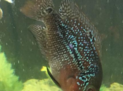 freshwater fish stocking in 150 gallons tank - Rainbow freshwater fish stocking in 150 gallons tank - Rainbow
