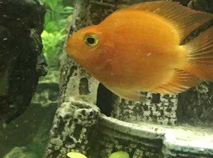 freshwater fish stocking in 150 gallons tank - Blood Parrot Cichlid freshwater fish stocking in 150 gallons tank - Blood Parrot Cichlid