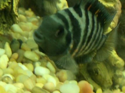freshwater fish stocking in 150 gallons tank - Hello! freshwater fish stocking in 150 gallons tank - Hello!