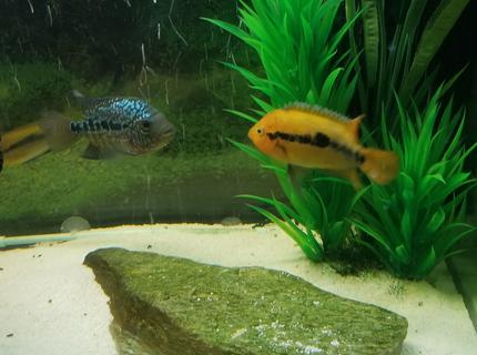 freshwater fish stocking in 125 gallons tank - Rainbow Cichlid (male) freshwater fish stocking in 125 gallons tank - Rainbow Cichlid (male)