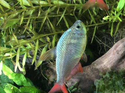 freshwater fish stocking in 29 gallons tank - Colombian tetra freshwater fish stocking in 29 gallons tank - Colombian tetra