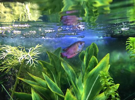 freshwater fish stocking in 10 gallons tank - My Dwarf gourami freshwater fish stocking in 10 gallons tank - My Dwarf gourami