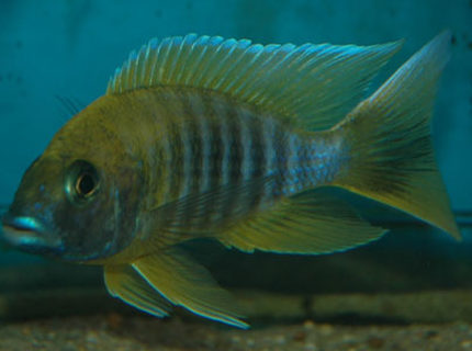 freshwater fish - aulonocara baenschi - sunshine peacock stocking in 250 gallons tank - Malawi freshwater fish - aulonocara baenschi - sunshine peacock stocking in 250 gallons tank - Malawi