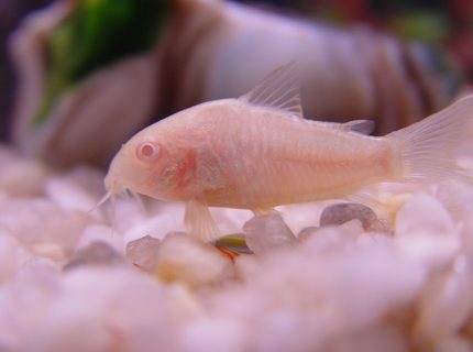 freshwater fish - corydoras aeneus - albino aeneus cory cat stocking in 20 gallons tank - Albino Corydora freshwater fish - corydoras aeneus - albino aeneus cory cat stocking in 20 gallons tank - Albino Corydora