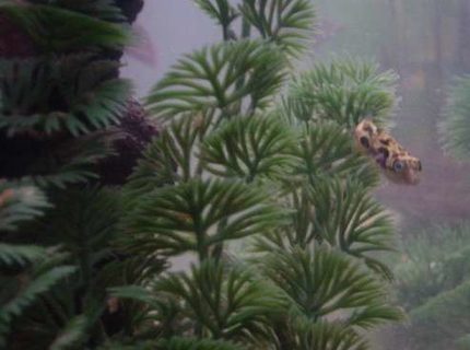 freshwater fish - carinotetraodon travancoricus - indian dwarf puffer stocking in 90 gallons tank - Nibb, our Dwarf Puffer. freshwater fish - carinotetraodon travancoricus - indian dwarf puffer stocking in 90 gallons tank - Nibb, our Dwarf Puffer.