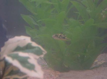 freshwater fish - carinotetraodon travancoricus - dwarf puffer stocking in 90 gallons tank - Napoleon Bonaparte (a.k.a. "Nib") Our dwarf puffer, who has a HUGE little man's complex. freshwater fish - carinotetraodon travancoricus - dwarf puffer stocking in 90 gallons tank - Napoleon Bonaparte (a.k.a. "Nib") Our dwarf puffer, who has a HUGE little man's complex.