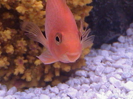 freshwater fish - heros severus x amphilophus citrinellum - blood parrot stocking in 75 gallons tank - Blood parrot freshwater fish - heros severus x amphilophus citrinellum - blood parrot stocking in 75 gallons tank - Blood parrot
