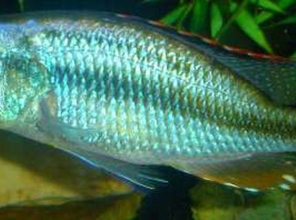 freshwater fish - dimidiochromis compressiceps - compressiceps cichlid stocking in 60 gallons tank - D.compressiceps 7" freshwater fish - dimidiochromis compressiceps - compressiceps cichlid stocking in 60 gallons tank - D.compressiceps 7"