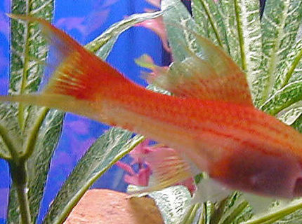 freshwater fish - xiphophorus helleri - assorted swordtail stocking in 50 gallons tank - female swordtail - one of our favorites - died last week - RIP freshwater fish - xiphophorus helleri - assorted swordtail stocking in 50 gallons tank - female swordtail - one of our favorites - died last week - RIP