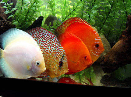 Rated #2: Freshwater Fish - Symphysodon Sp. - Snow White Discus Stocking In 60 Gallons Tank - Four Adults Only!!!
White Diamond, Checkerboard, Scarlet, and Pigeon Blood. Rated #2: Freshwater Fish - Symphysodon Sp. - Snow White Discus Stocking In 60 Gallons Tank - Four Adults Only!!!
White Diamond, Checkerboard, Scarlet, and Pigeon Blood.