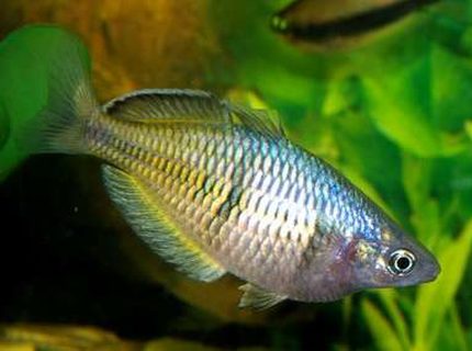 freshwater fish - melanotaenia boesemani - boesemani rainbow stocking in 40 gallons tank - Male Boesami Rainbow Displaying freshwater fish - melanotaenia boesemani - boesemani rainbow stocking in 40 gallons tank - Male Boesami Rainbow Displaying