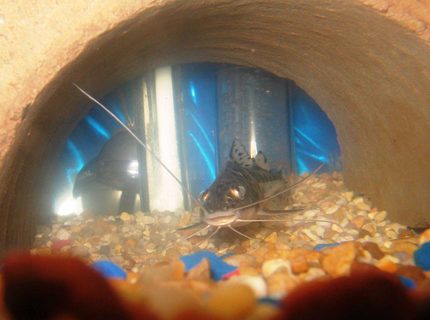 freshwater fish - pimelodus pictus - pictus cat stocking in 55 gallons tank - SPOTTEDCATFISH 1 OF 2 freshwater fish - pimelodus pictus - pictus cat stocking in 55 gallons tank - SPOTTEDCATFISH 1 OF 2