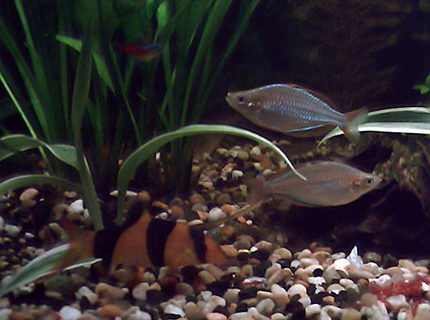 freshwater fish - botia macracantha - clown loach stocking in 35 gallons tank - 2 dwarf neon rainbows and 1of4 (like 7 of 9 ) the clown loach. freshwater fish - botia macracantha - clown loach stocking in 35 gallons tank - 2 dwarf neon rainbows and 1of4 (like 7 of 9 ) the clown loach.