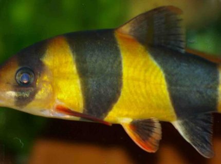 freshwater fish - botia macracantha - clown loach stocking in 22 gallons tank - Clown Loach freshwater fish - botia macracantha - clown loach stocking in 22 gallons tank - Clown Loach
