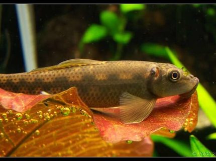 freshwater fish - gyrinocheilos aymonieri - chinese algae eater stocking in 103 gallons tank - Gyrinocheilus aymonieri freshwater fish - gyrinocheilos aymonieri - chinese algae eater stocking in 103 gallons tank - Gyrinocheilus aymonieri