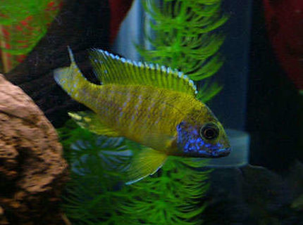 freshwater fish - aulonocara baenschi - sunshine peacock stocking in 55 gallons tank - My name is Old Yeller and Im a Peachock Cichlid. I love chasing other fish in the moonlight and my favorate time of the day is brekfast freshwater fish - aulonocara baenschi - sunshine peacock stocking in 55 gallons tank - My name is Old Yeller and Im a Peachock Cichlid. I love chasing other fish in the moonlight and my favorate time of the day is brekfast