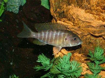 freshwater fish - aulonocara baenschi - sunshine peacock stocking in 55 gallons tank - My name is Sunny, and I am a Sunshine Peacock Cichlid. I'm not a trouble maker but I'm not afraid of anyone either so the bigger I get the harder its gonna be to push me aorund. So go ahead and make my day. freshwater fish - aulonocara baenschi - sunshine peacock stocking in 55 gallons tank - My name is Sunny, and I am a Sunshine Peacock Cichlid. I'm not a trouble maker but I'm not afraid of anyone either so the bigger I get the harder its gonna be to push me aorund. So go ahead and make my day.