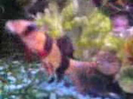 freshwater fish - botia macracantha - clown loach stocking in 47 gallons tank - Locust Clown Fish, i belive there called i have two of them. freshwater fish - botia macracantha - clown loach stocking in 47 gallons tank - Locust Clown Fish, i belive there called i have two of them.