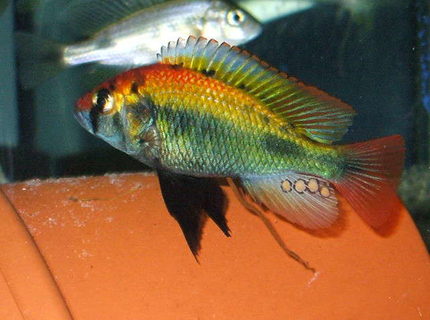 Rated #6: Freshwater Fish - Haplochromis Sp. Stocking In 100 Gallons Tank - Hap Ruby Green Rated #6: Freshwater Fish - Haplochromis Sp. Stocking In 100 Gallons Tank - Hap Ruby Green