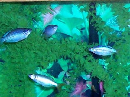 freshwater fish - melanotaenia splendida - australian rainbow stocking in 80 gallons tank - Australian Rainbowfish freshwater fish - melanotaenia splendida - australian rainbow stocking in 80 gallons tank - Australian Rainbowfish