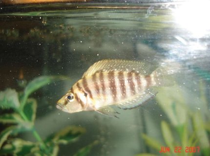 freshwater fish - altolamprologus compressicep - gold head compressicep cichlid stocking in 90 gallons tank - . freshwater fish - altolamprologus compressicep - gold head compressicep cichlid stocking in 90 gallons tank - .
