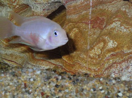 freshwater fish - archocentrus nigrofasciatus - pink convict cichlid stocking in 55 gallons tank - Brikemond's Pink Convict: Mrs. Pink freshwater fish - archocentrus nigrofasciatus - pink convict cichlid stocking in 55 gallons tank - Brikemond's Pink Convict: Mrs. Pink