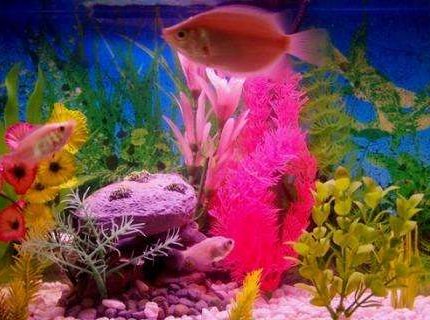 freshwater fish - macropodus opercularis - blue paradise stocking in 30 gallons tank - gouramis and tetra freshwater fish - macropodus opercularis - blue paradise stocking in 30 gallons tank - gouramis and tetra