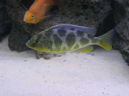 freshwater fish - nimbochromis venustus - venustus cichlid stocking in 225 gallons tank - Venustus freshwater fish - nimbochromis venustus - venustus cichlid stocking in 225 gallons tank - Venustus