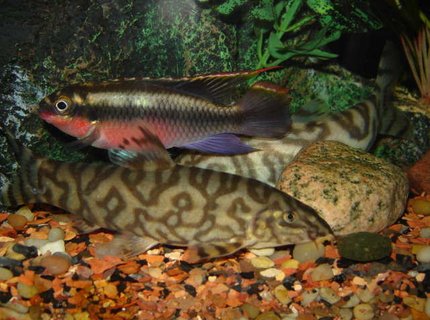 freshwater fish - pelvicachromis pulcher - kribensis cichlid stocking in 65 gallons tank - Krib & Yoyo freshwater fish - pelvicachromis pulcher - kribensis cichlid stocking in 65 gallons tank - Krib & Yoyo