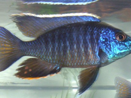 freshwater fish - aulonocara stuartgranti - peacock cichlid stocking in 90 gallons tank - If you are rating this picture real low can you send me a message why. I thought this was a good picture of a great looking fish. freshwater fish - aulonocara stuartgranti - peacock cichlid stocking in 90 gallons tank - If you are rating this picture real low can you send me a message why. I thought this was a good picture of a great looking fish.
