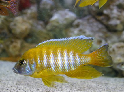freshwater fish - aulonocara baenschi - sunshine peacock stocking in 90 gallons tank - Aulonocara Baenschi freshwater fish - aulonocara baenschi - sunshine peacock stocking in 90 gallons tank - Aulonocara Baenschi