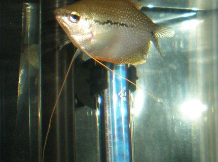 freshwater fish - trichogaster leeri - pearl gourami stocking in 29 gallons tank - PEARL.G freshwater fish - trichogaster leeri - pearl gourami stocking in 29 gallons tank - PEARL.G