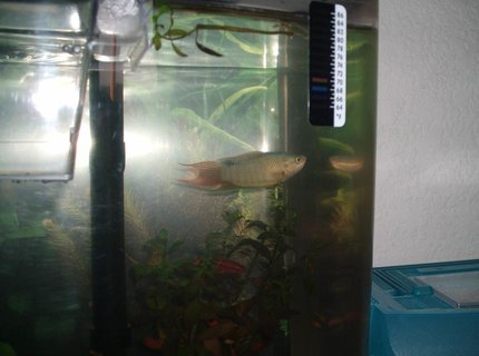 freshwater fish - macropodus opercularis - blue paradise stocking in 5 gallons tank - this is a pic of my male paridise fish.... freshwater fish - macropodus opercularis - blue paradise stocking in 5 gallons tank - this is a pic of my male paridise fish....