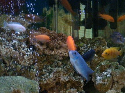 freshwater fish - pseudotropheus estherae - red zebra cichlid stocking in 75 gallons tank - thats it im goin 2 get more fish freshwater fish - pseudotropheus estherae - red zebra cichlid stocking in 75 gallons tank - thats it im goin 2 get more fish