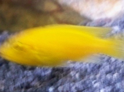 freshwater fish - pseudotropheus estherae - red zebra cichlid stocking in 29 gallons tank - zebra yellow freshwater fish - pseudotropheus estherae - red zebra cichlid stocking in 29 gallons tank - zebra yellow