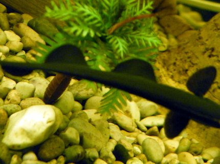 freshwater fish - apteronotus albifrons - black ghost knifefish stocking in 32 gallons tank - Black Ghost Knife Fish (From Top) freshwater fish - apteronotus albifrons - black ghost knifefish stocking in 32 gallons tank - Black Ghost Knife Fish (From Top)