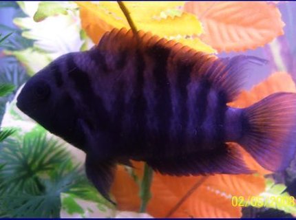 freshwater fish - archocentrus nigrofasciatus - black convict cichlid stocking in 55 gallons tank - his name is,FLASH ive had him from birth, he is about 3 inches now ,CONVICT ,,,,,I LOVE THIS PICTURE!!!!!! freshwater fish - archocentrus nigrofasciatus - black convict cichlid stocking in 55 gallons tank - his name is,FLASH ive had him from birth, he is about 3 inches now ,CONVICT ,,,,,I LOVE THIS PICTURE!!!!!!